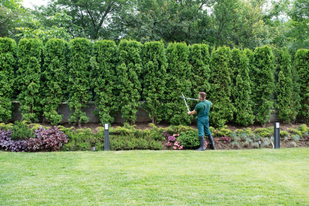 Emergency Storm Tree Removal in Georgetown, PA